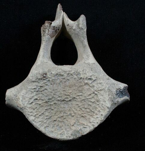 Small Fossil Whale Vertebrae From Maryland #3200